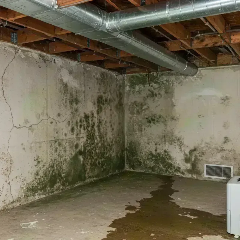 Professional Mold Removal in Elkfork, KY